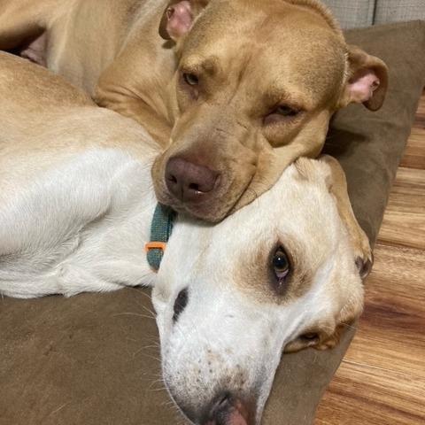 Enlarge Kora, a Adoptable mixed breed in Gainesville, FL image 2/6