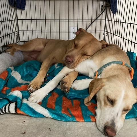 Enlarge Kora, a Adoptable mixed breed in Gainesville, FL image 5/6