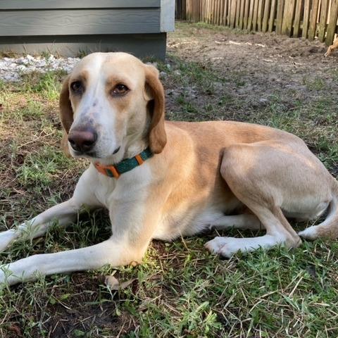 Enlarge Kora, a Adoptable mixed breed in Gainesville, FL image 6/6