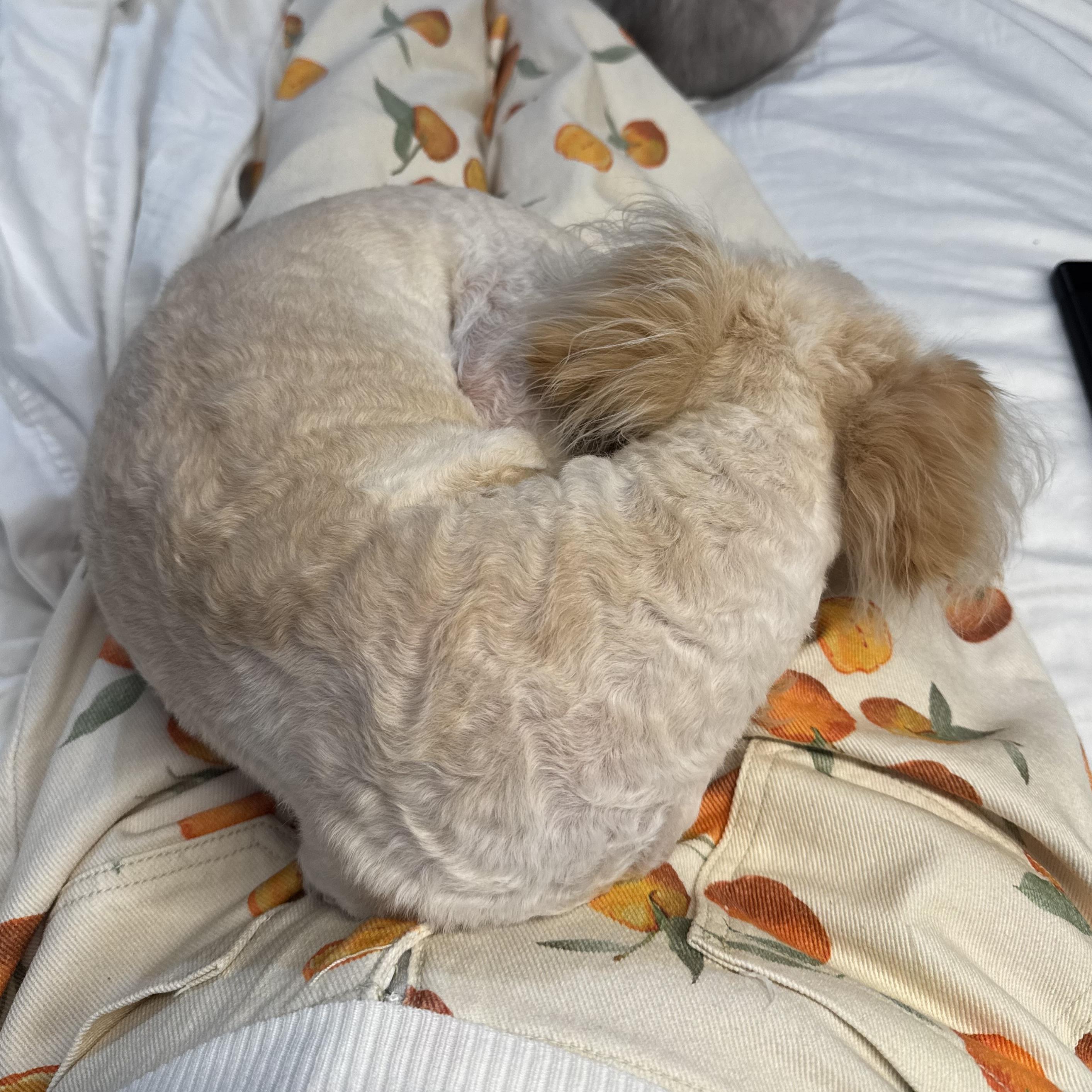 Enlarge Nala, a Adoptable Maltipoo in Hurricane, UT image 2/2