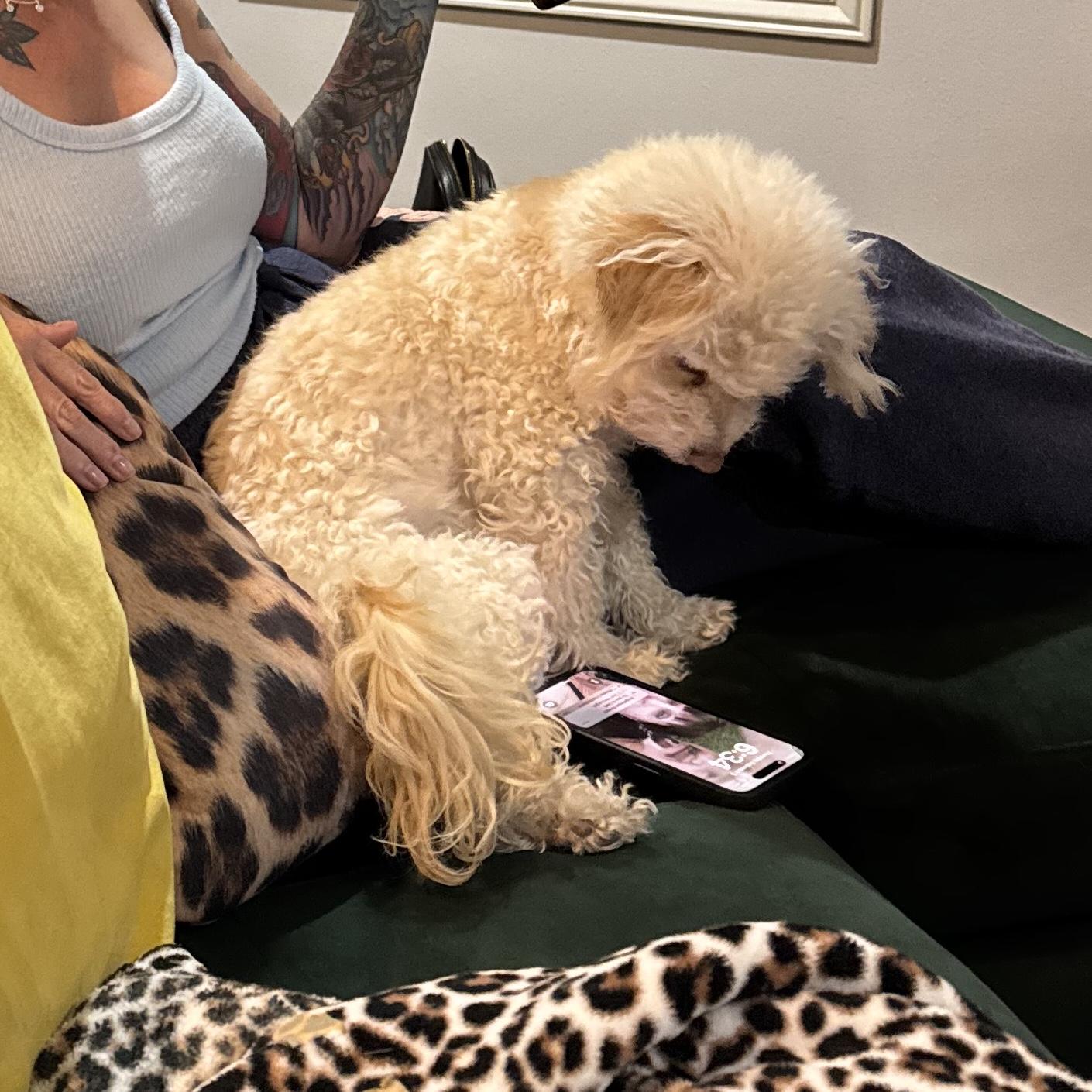 Enlarge Nala, a Adoptable Maltipoo in Hurricane, UT image 1/2