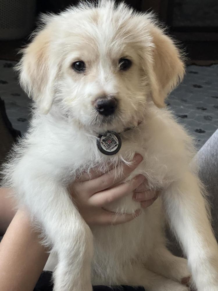 Kelp, adopted, Puppy Female Poodle & Great Pyrenees.
