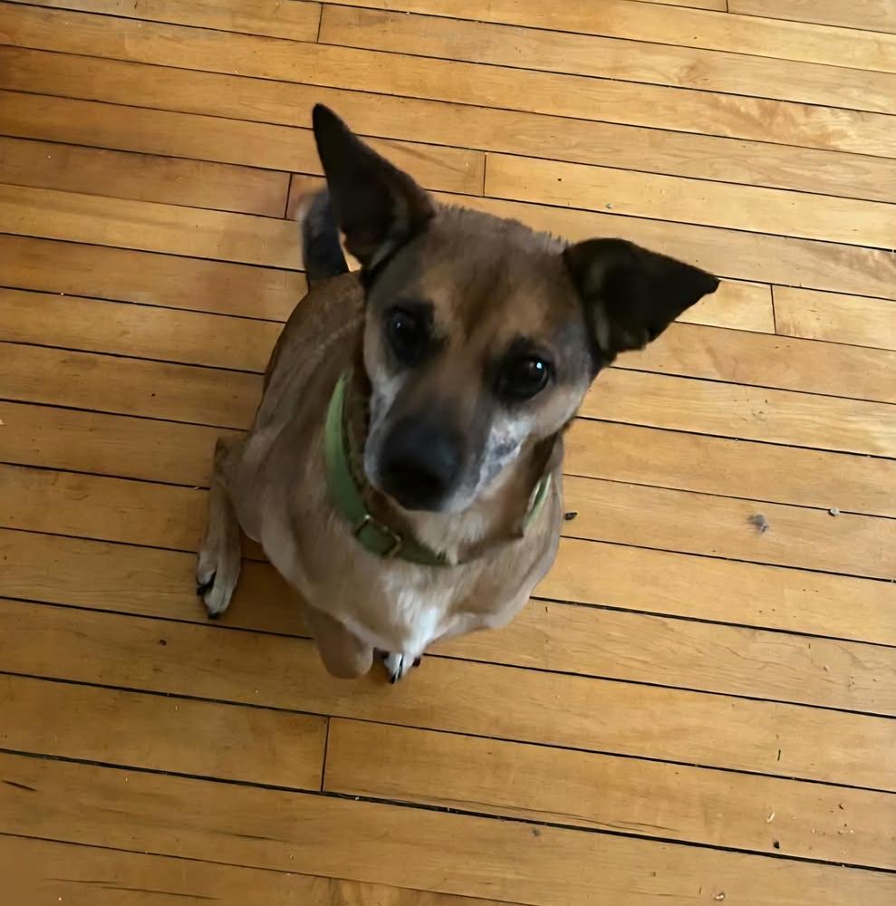 Roscoe, Adoptable, Young Male Mixed Breed.
