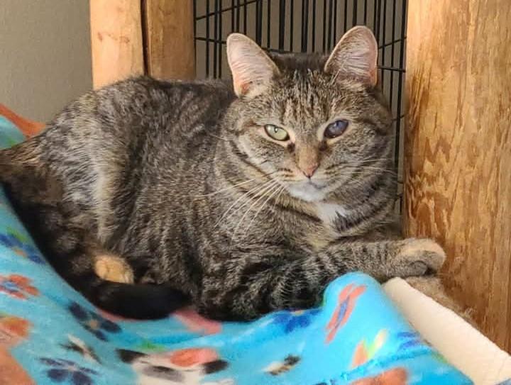 Poppy, Adoptable, Adult Female Domestic Short Hair.