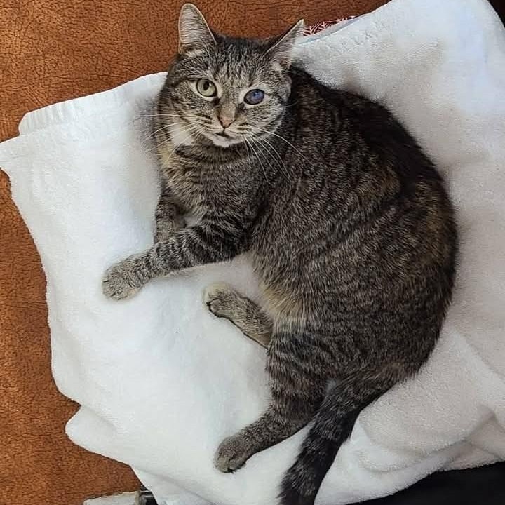 Poppy, a Adoptable Domestic Short Hair in Dillsburg, PA image 1/4