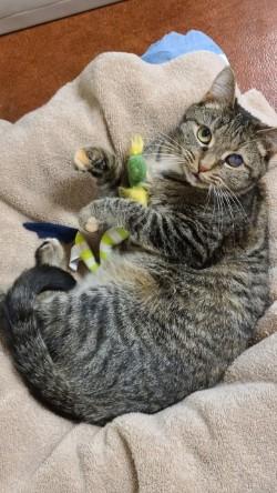 Poppy, a Adoptable Domestic Short Hair in Dillsburg, PA image 6/6