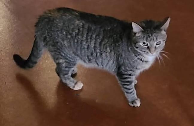 Poppy, a Adoptable Domestic Short Hair in Dillsburg, PA image 5/6