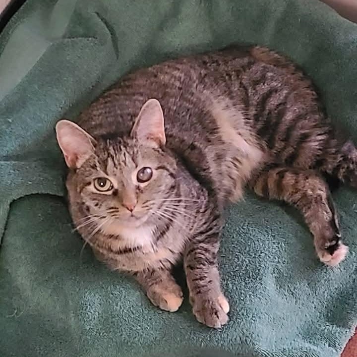 Poppy, a Adoptable Domestic Short Hair in Dillsburg, PA image 3/4