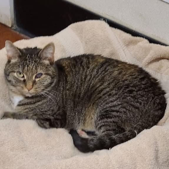 Poppy, a Adoptable Domestic Short Hair in Dillsburg, PA image 4/4