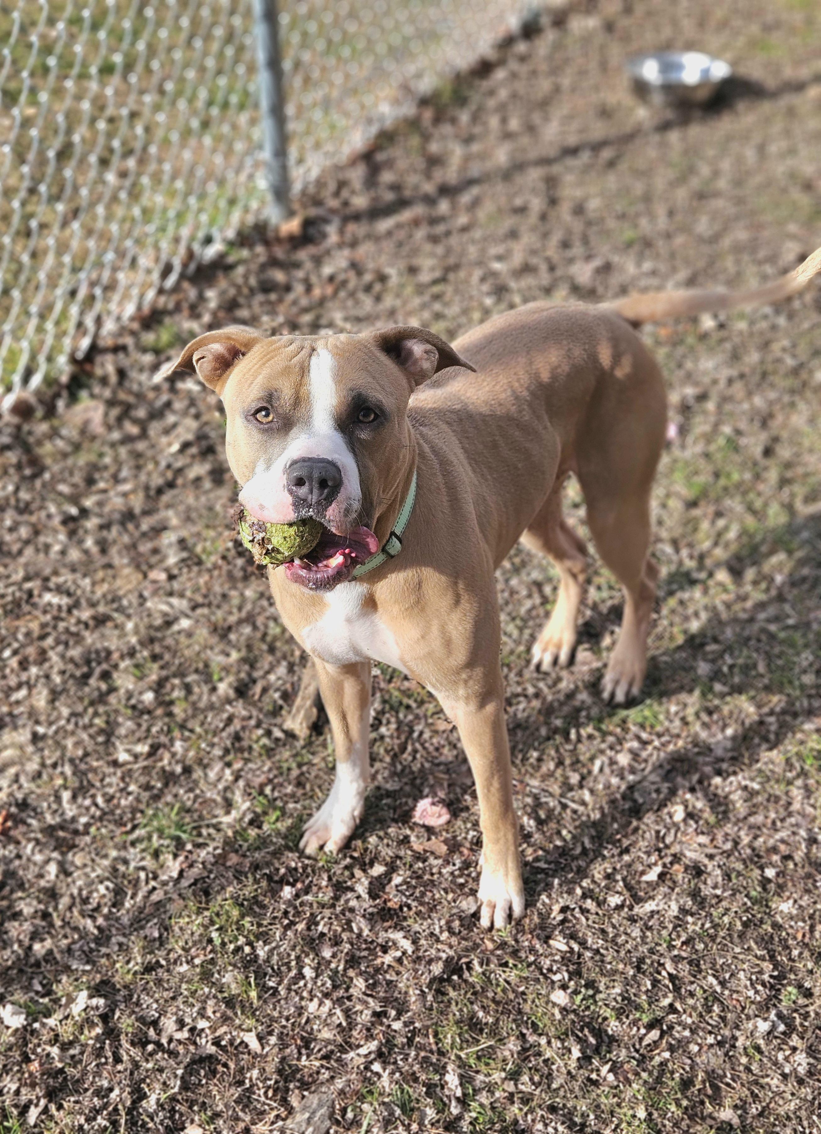 Enlarge James, a ADOPTABLE Pit Bull Terrier in Reisterstown, MD image 1/1