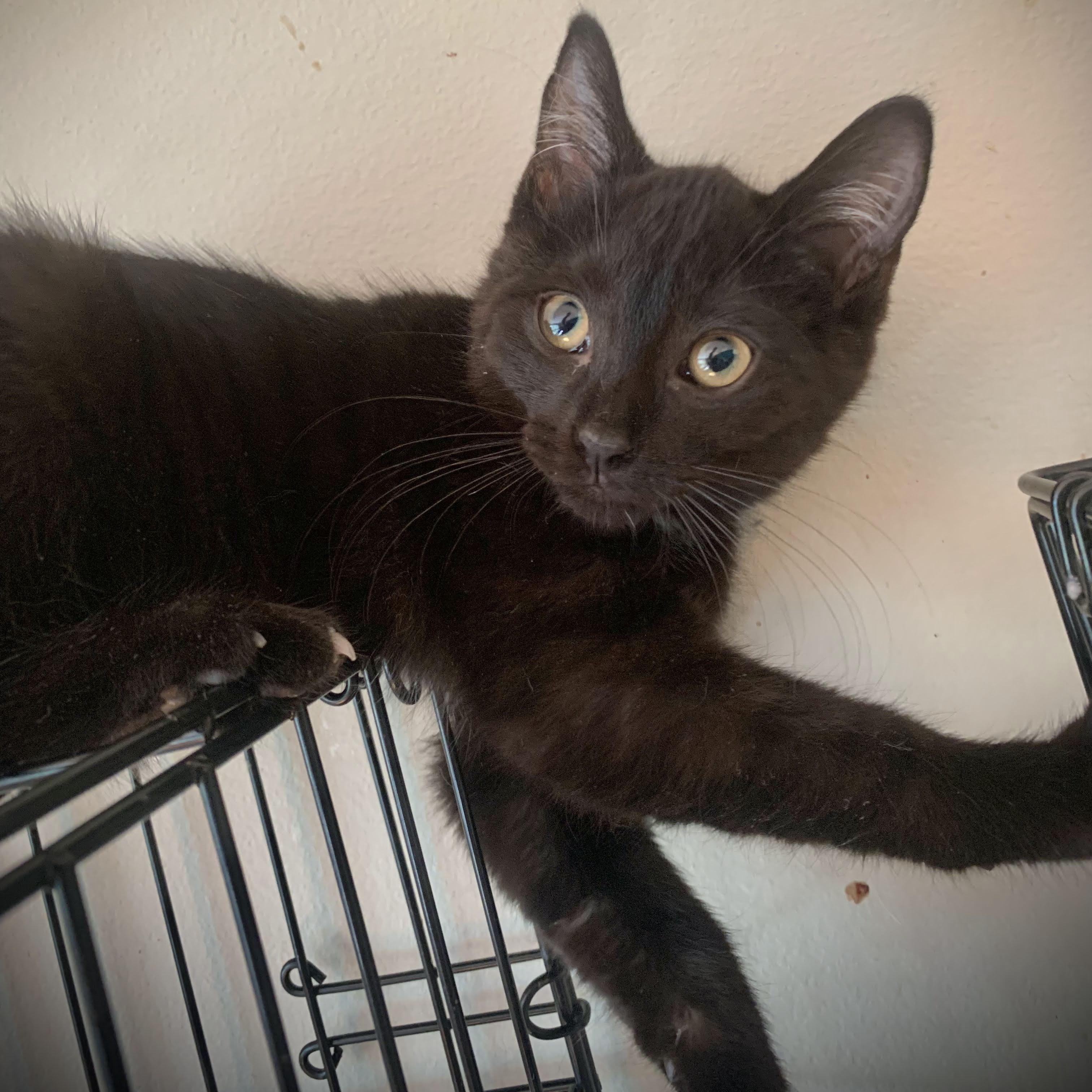 Enlarge Heath & Harrison, a Adoptable Domestic Short Hair in Buffalo, NY image 1/4