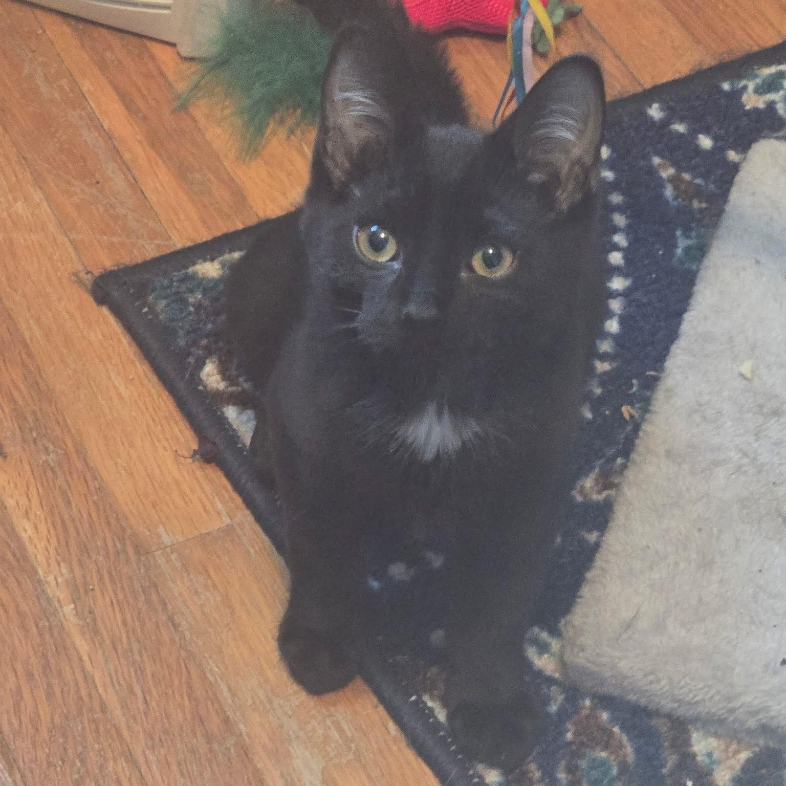 Enlarge Heath & Harrison, a Adoptable Domestic Short Hair in Buffalo, NY image 2/4