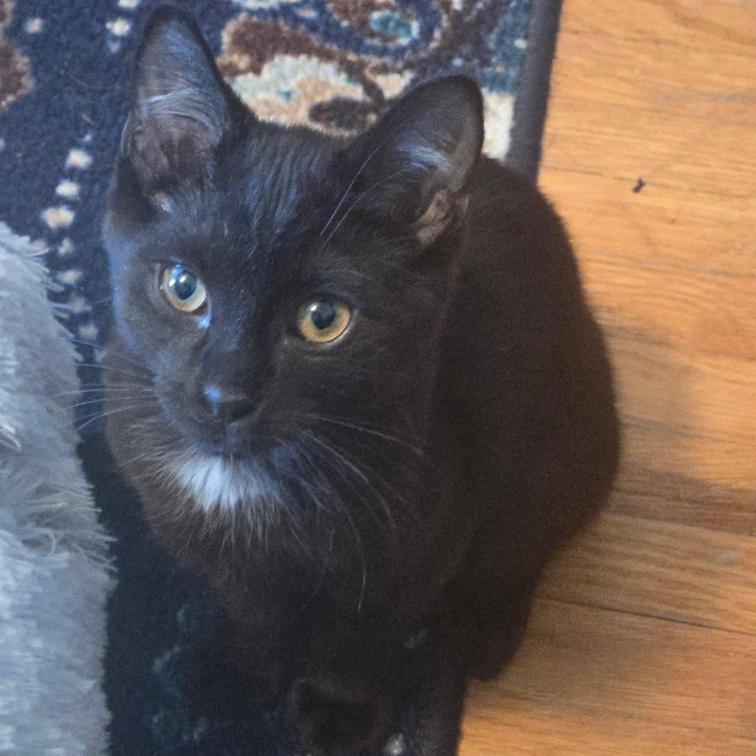 Enlarge Heath & Harrison, a Adoptable Domestic Short Hair in Buffalo, NY image 3/4