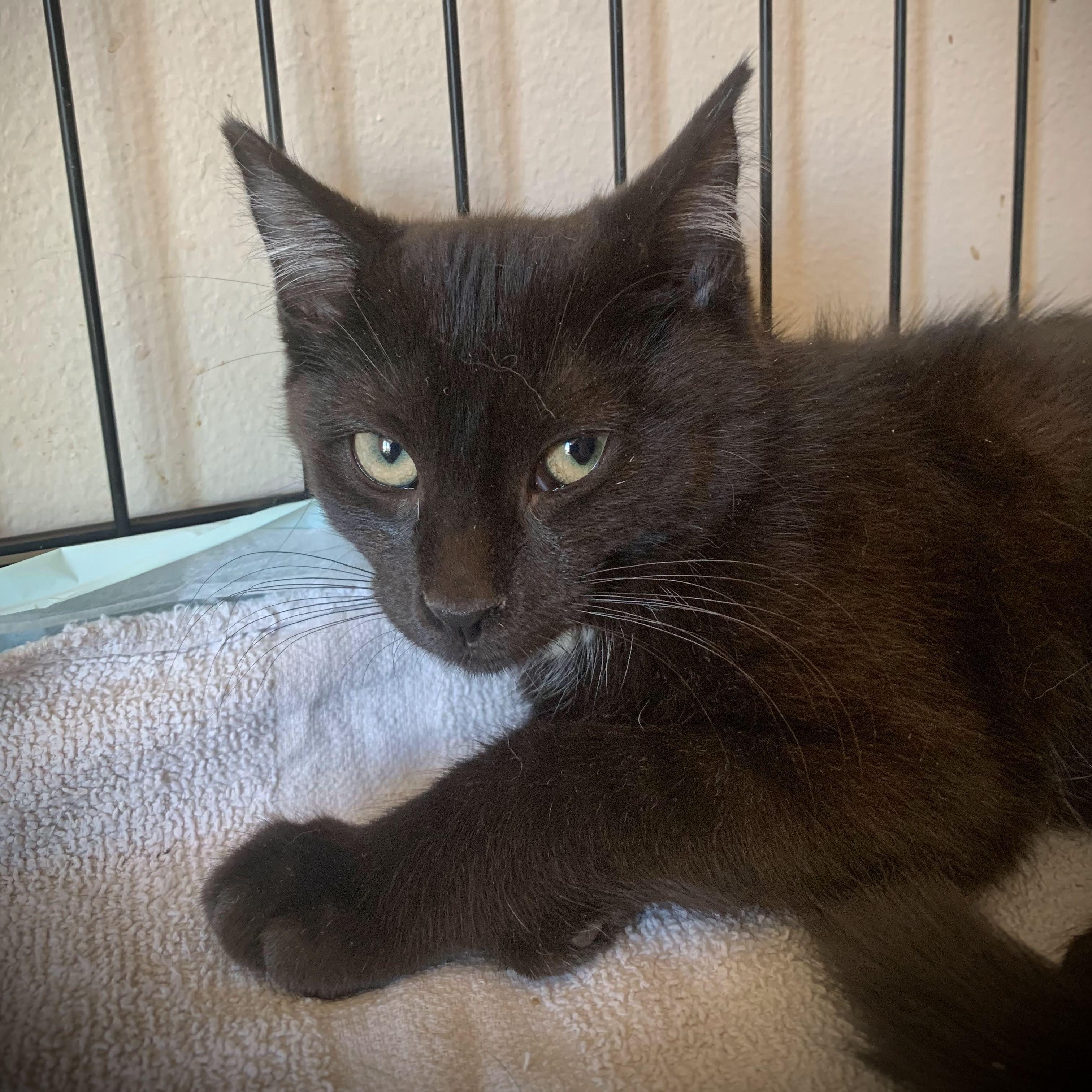 Enlarge Heath & Harrison, a Adoptable Domestic Short Hair in Buffalo, NY image 4/4