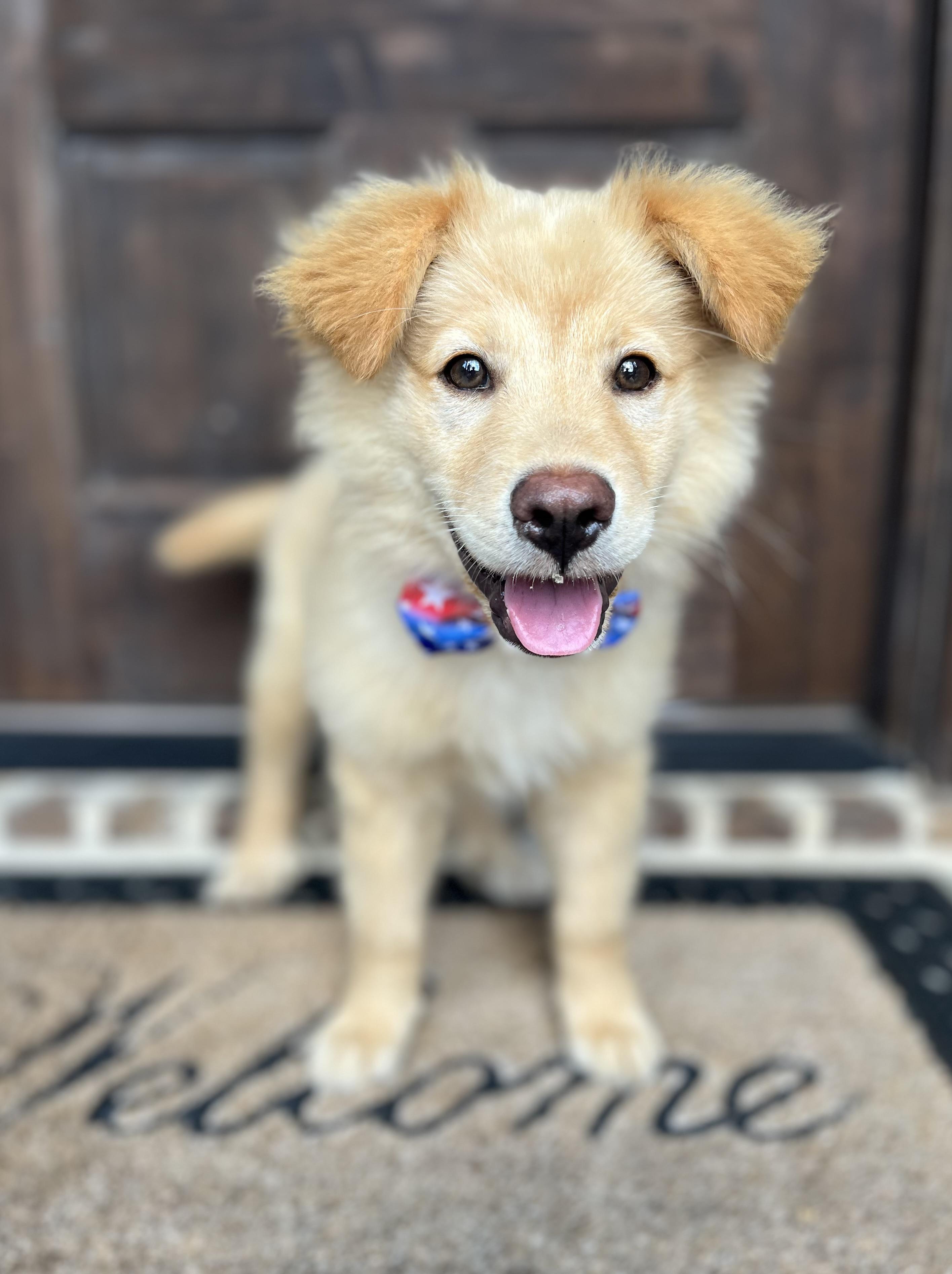 Crockett, a ADOPTABLE mixed breed in Mendham, NJ image 6/6