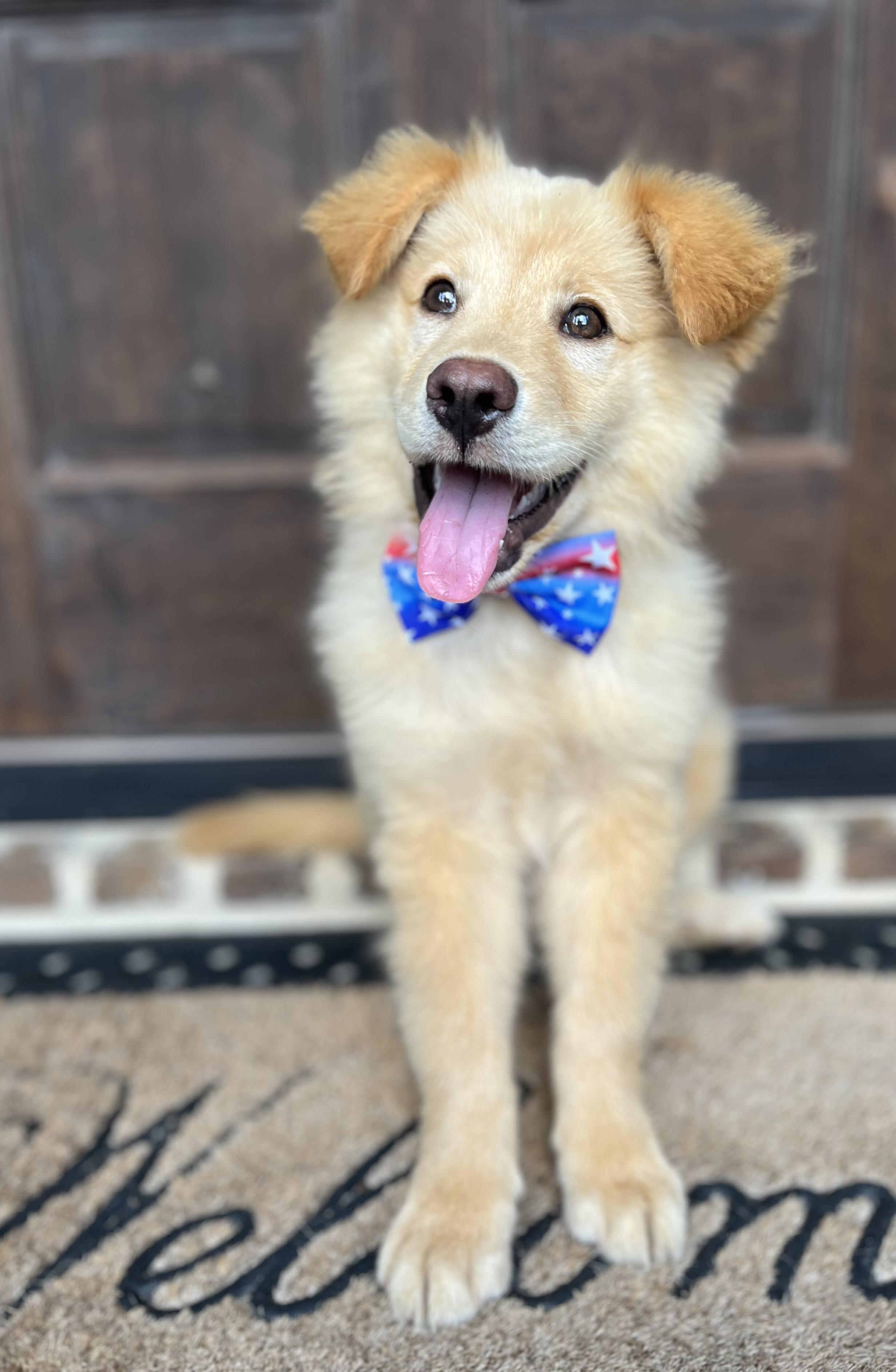 Crockett, a ADOPTABLE mixed breed in Mendham, NJ image 2/6