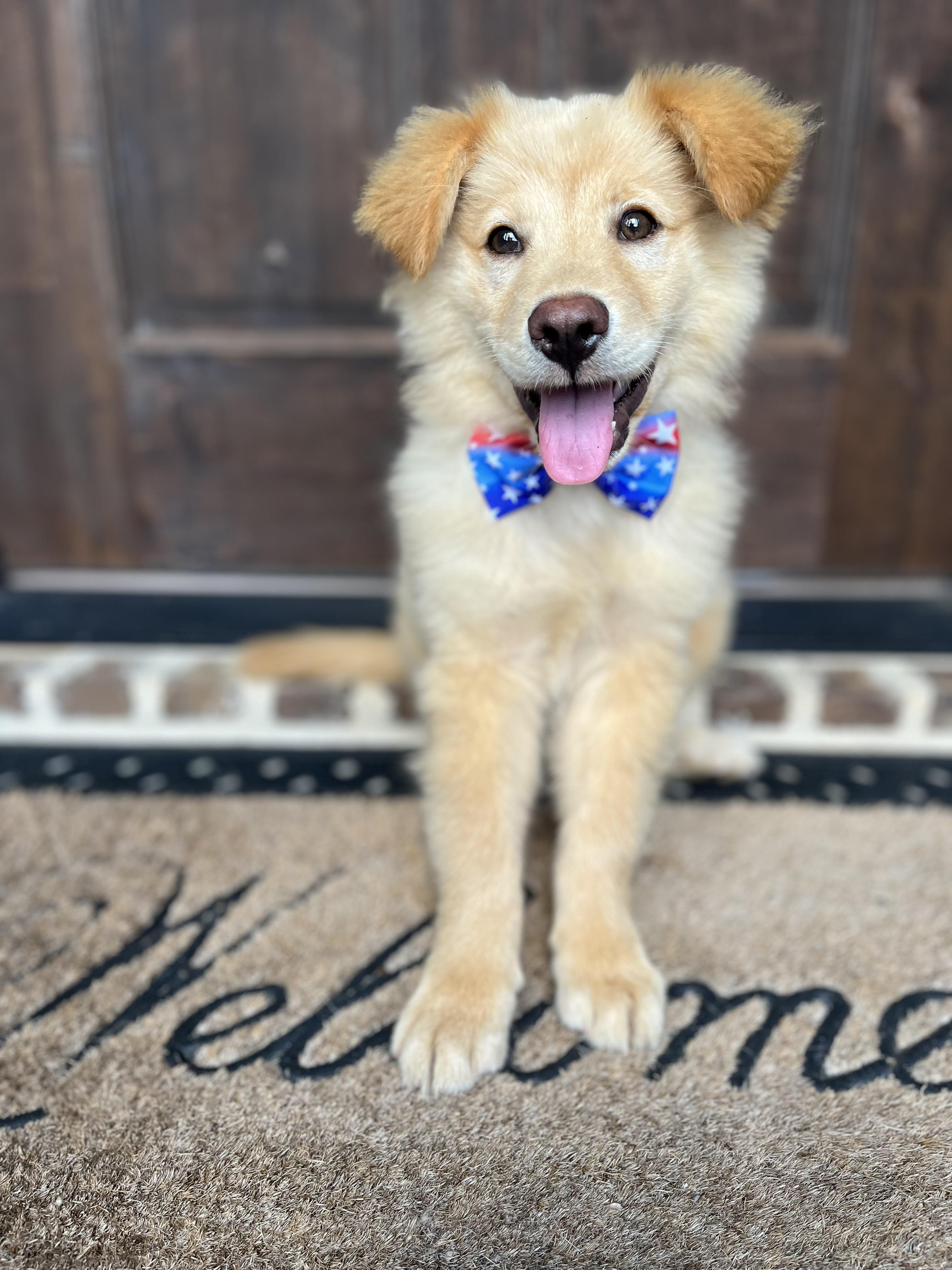 Crockett, a ADOPTABLE mixed breed in Mendham, NJ image 1/6