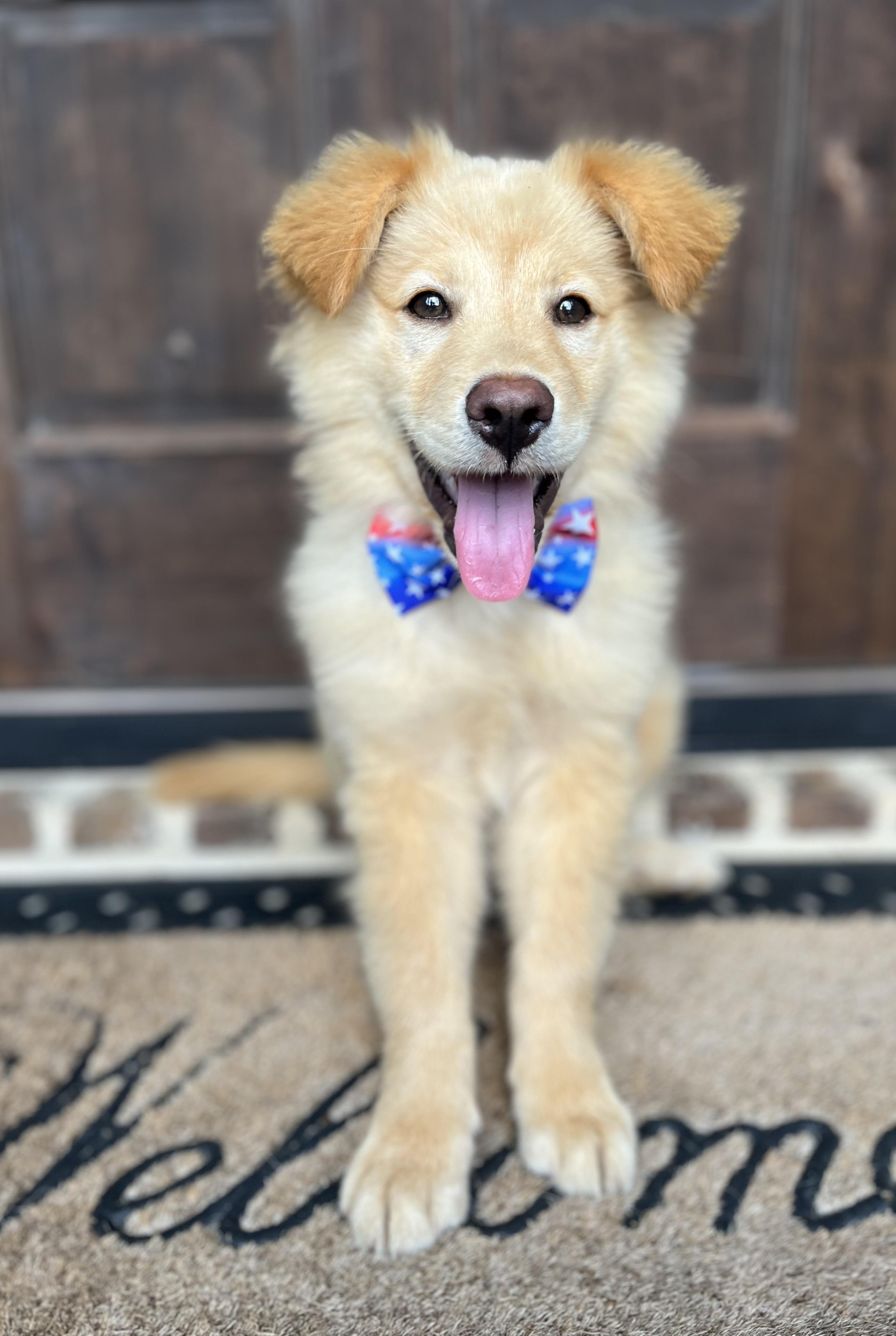 Crockett, a ADOPTABLE mixed breed in Mendham, NJ image 3/6