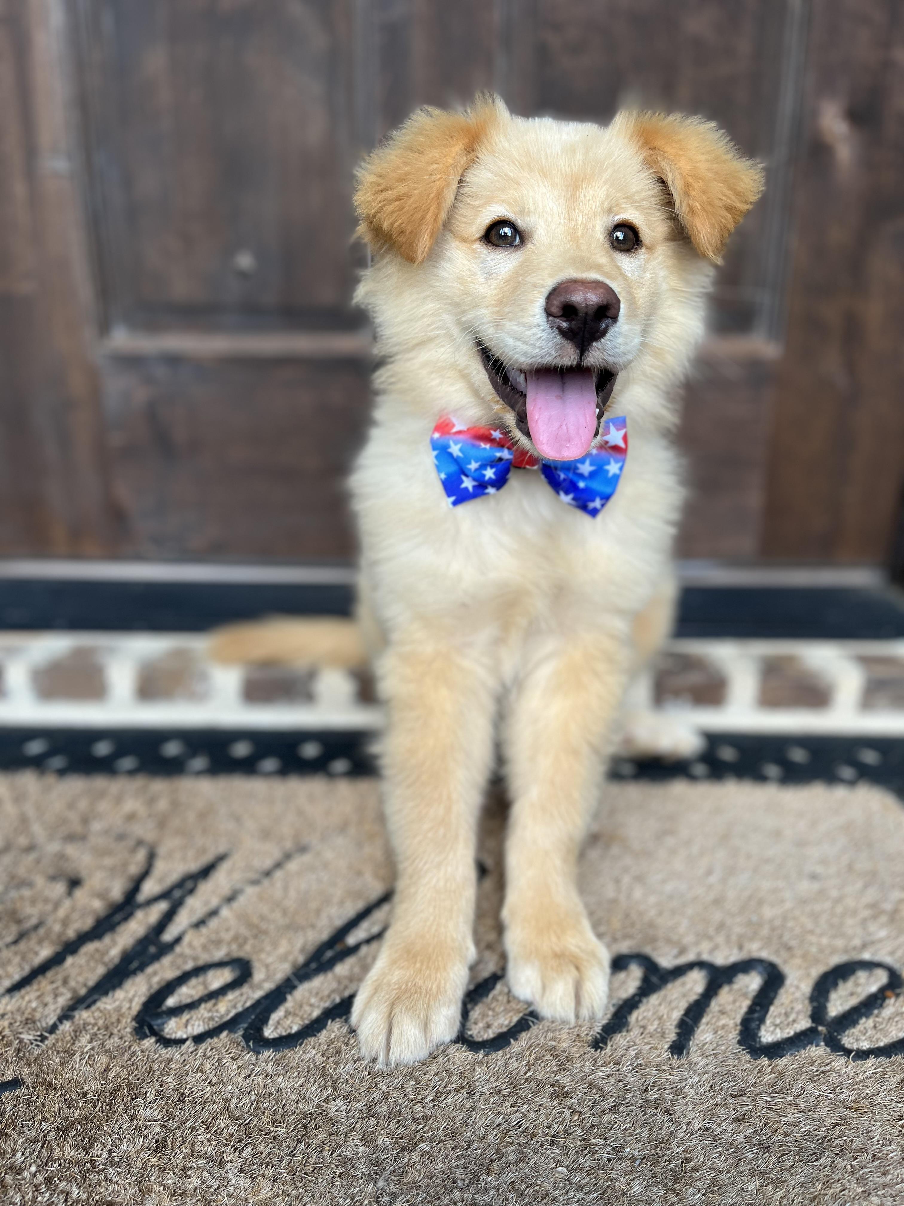 Crockett, a ADOPTABLE mixed breed in Mendham, NJ image 5/6