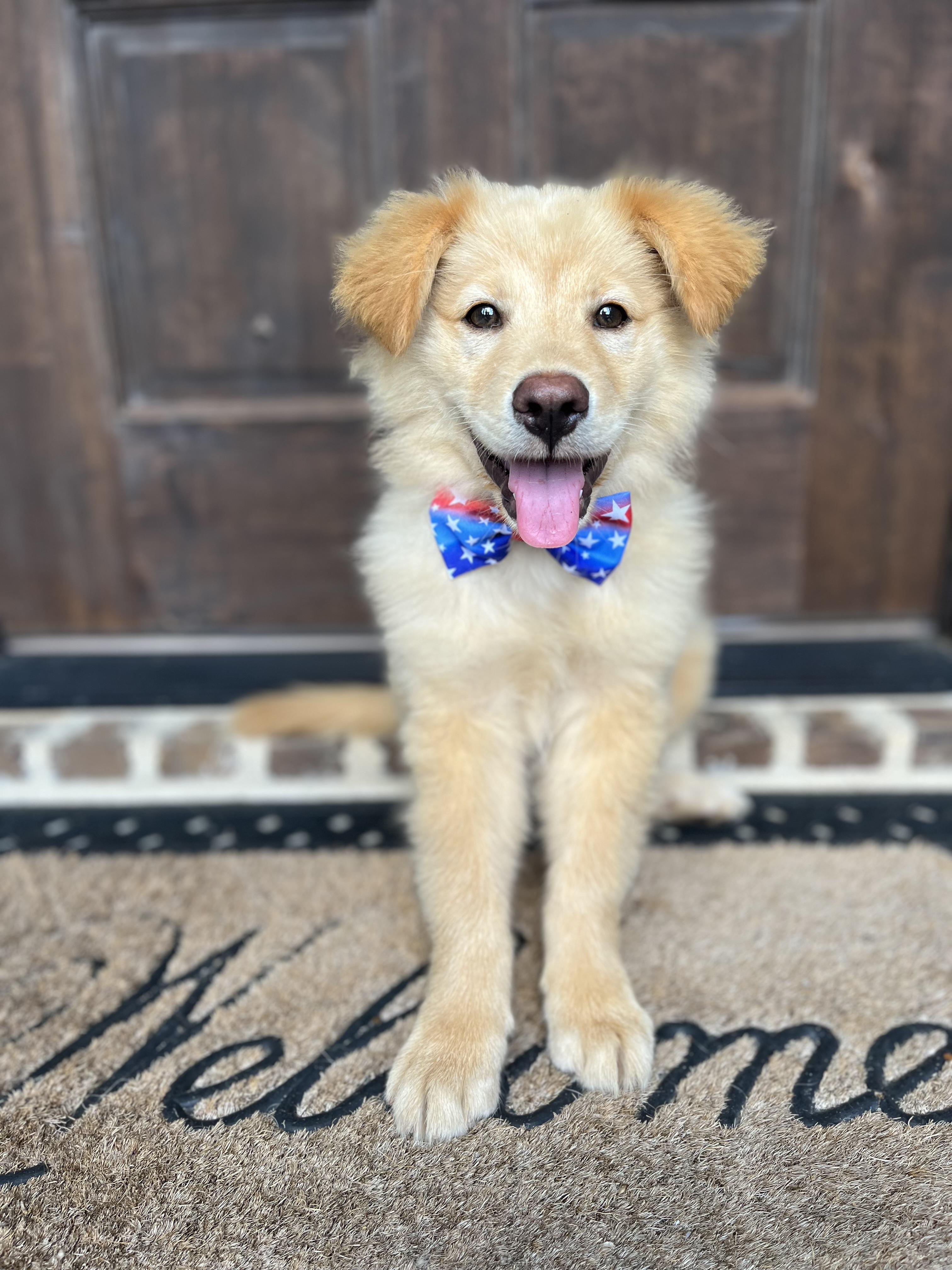 Crockett, a ADOPTABLE mixed breed in Mendham, NJ image 4/6
