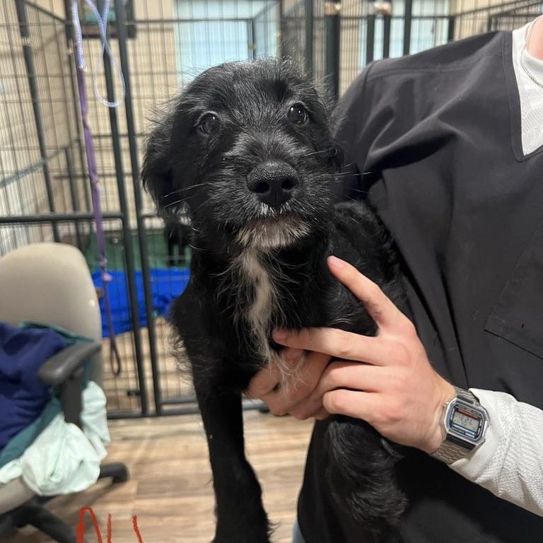 Berry Schnapps, a ADOPTABLE mixed breed in San Antonio, TX image 4/4