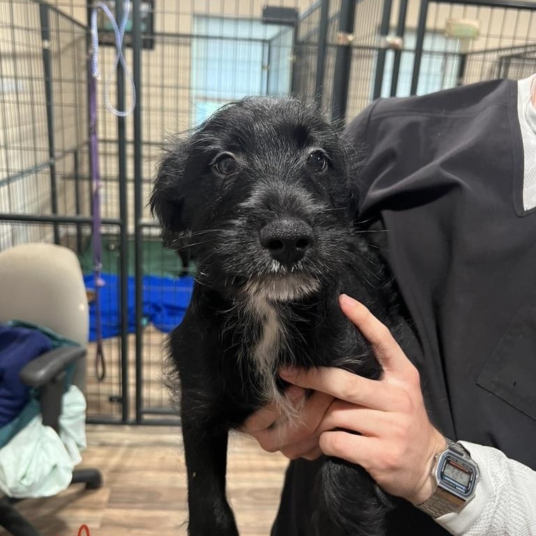 Berry Schnapps, a ADOPTABLE mixed breed in San Antonio, TX image 2/4