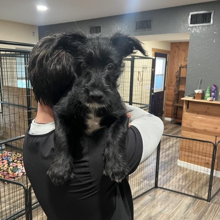 Berry Schnapps, a ADOPTABLE mixed breed in San Antonio, TX image 1/4
