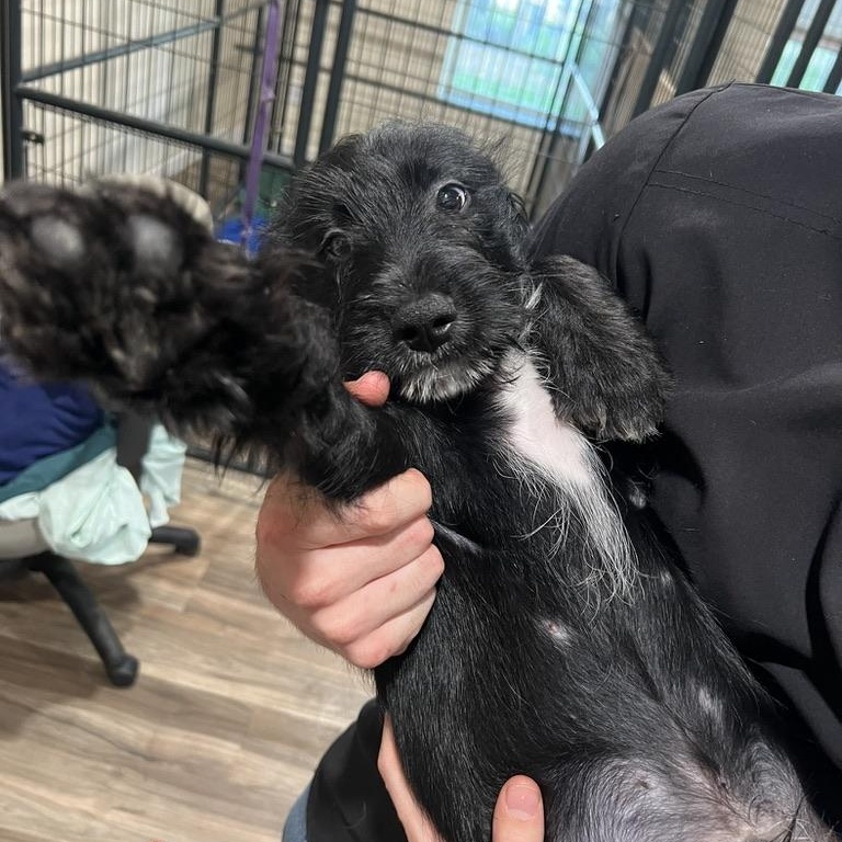 Berry Schnapps, a ADOPTABLE mixed breed in San Antonio, TX image 3/4