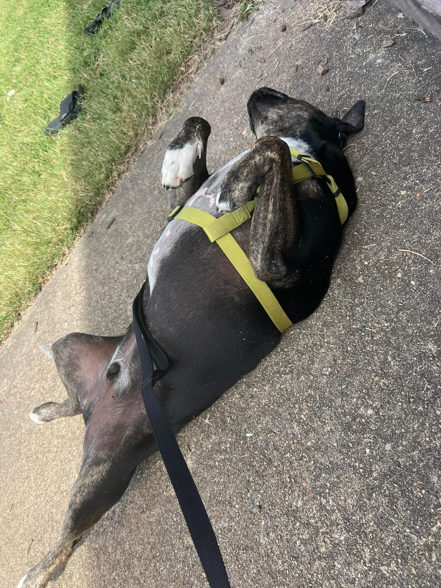 Enlarge Evan , a ADOPTABLE mixed breed in Virginia Beach, VA image 1/5