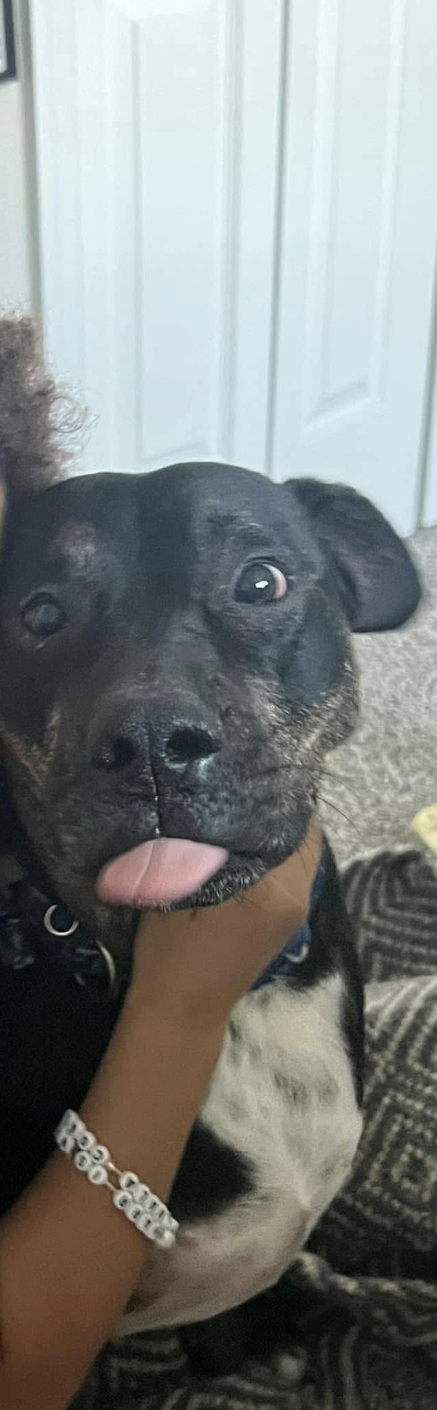 Enlarge Evan , a ADOPTABLE mixed breed in Virginia Beach, VA image 4/5