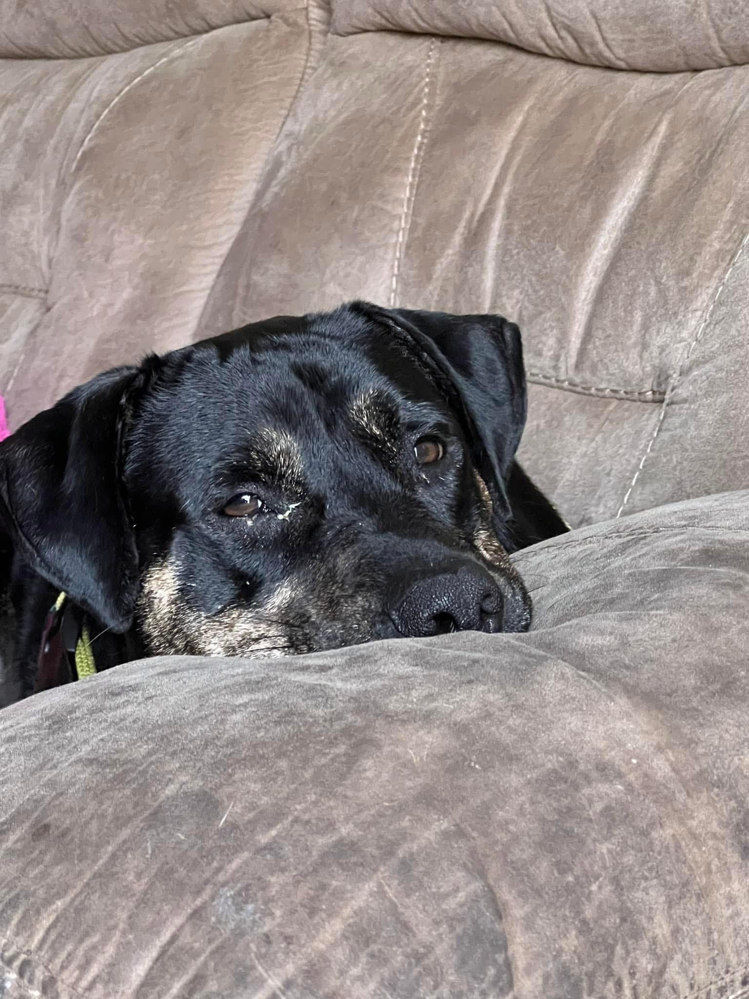 Enlarge Evan , a ADOPTABLE mixed breed in Virginia Beach, VA image 5/5