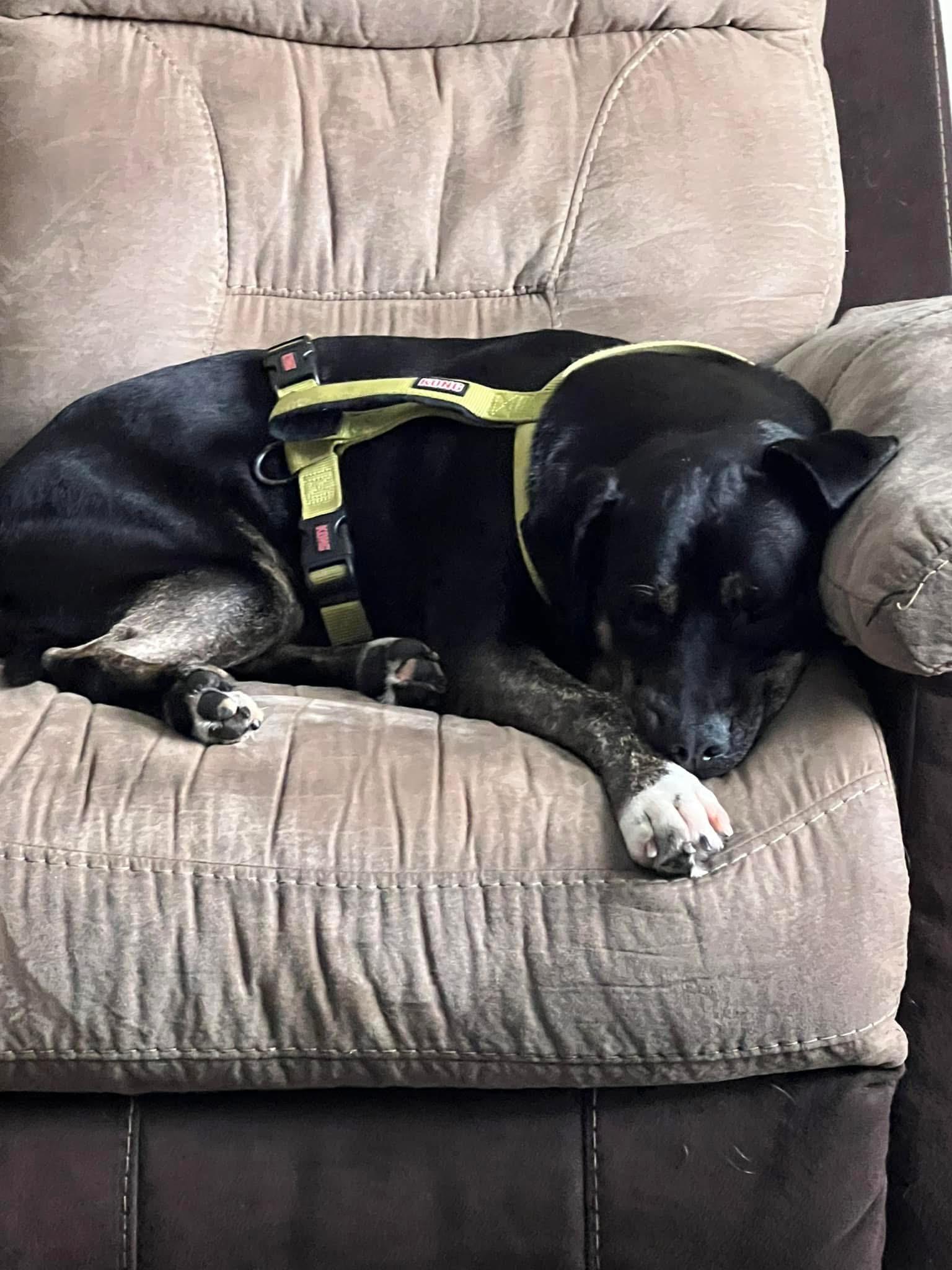 Enlarge Evan , a ADOPTABLE mixed breed in Virginia Beach, VA image 3/5