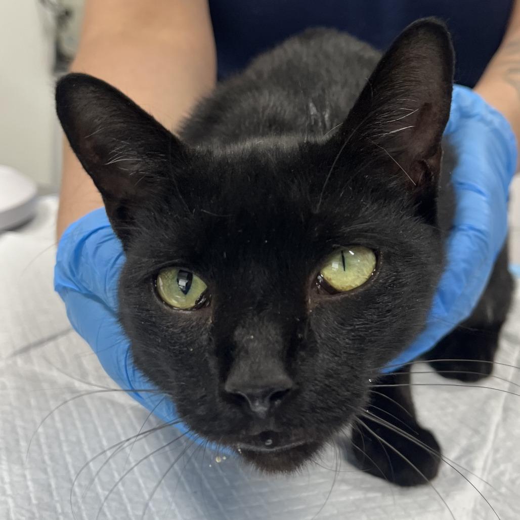 Enlarge Menos, a Adoptable Domestic Short Hair in Newark, NJ image 1/1