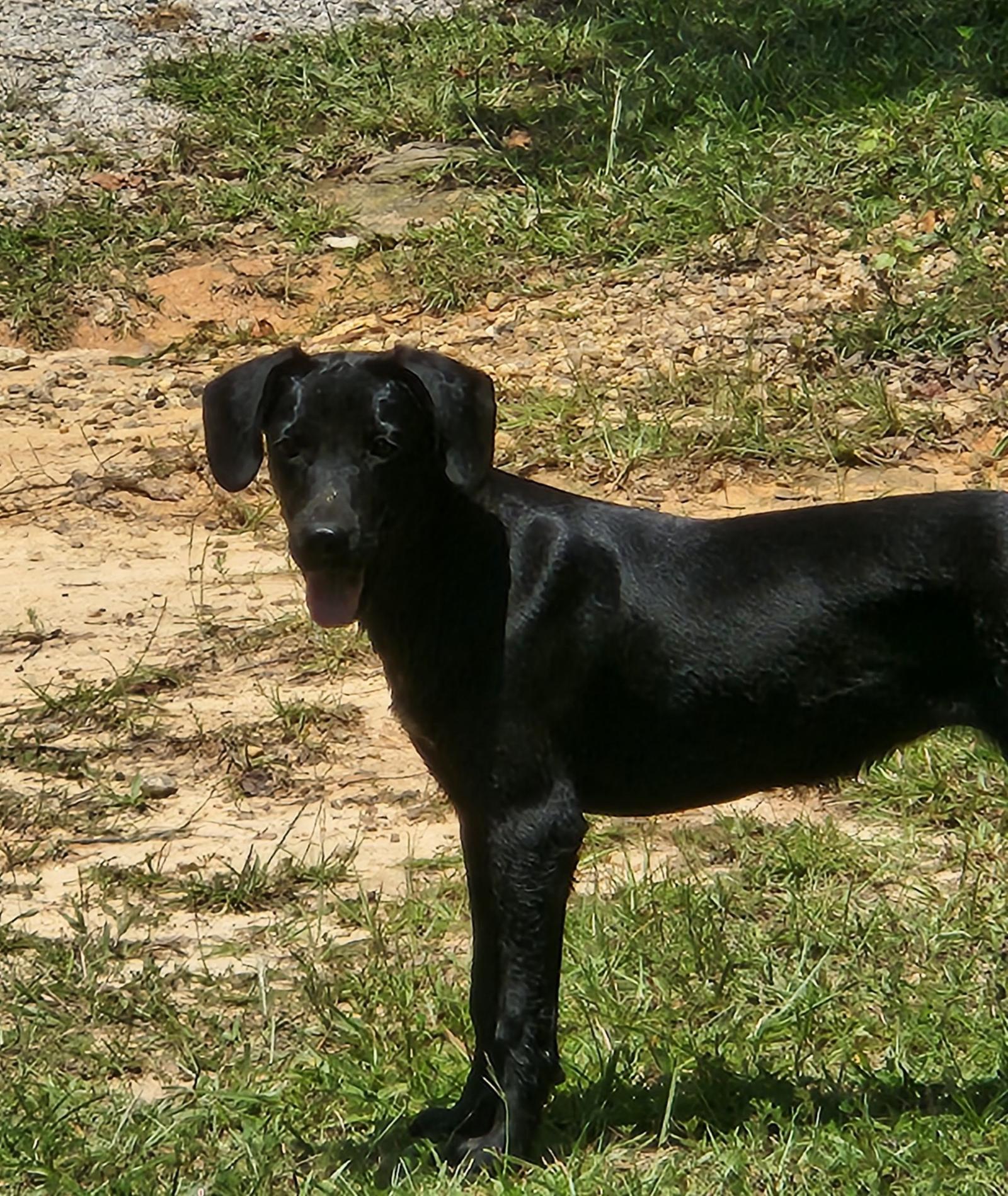 Piper, Adoptable, Young Female Labrador Retriever & Great Dane.
