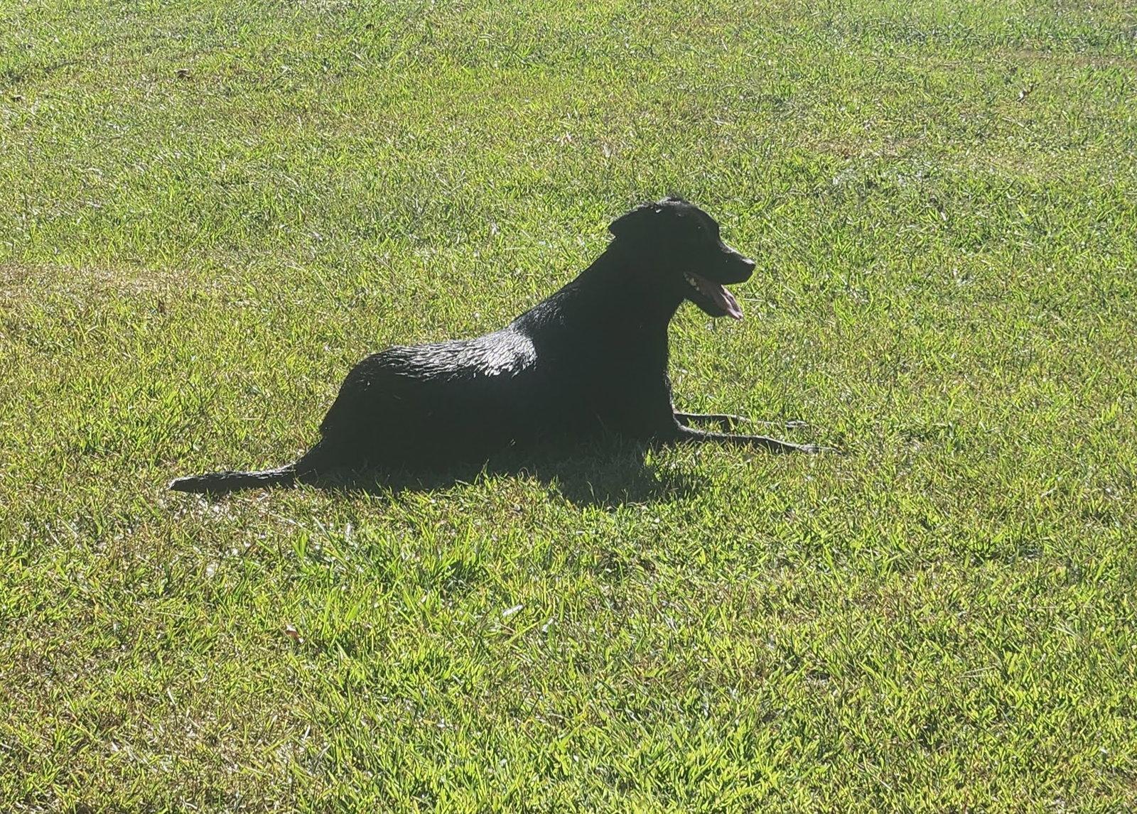 Enlarge Piper, a Adoptable mixed breed in Roanoke, AL image 2/3