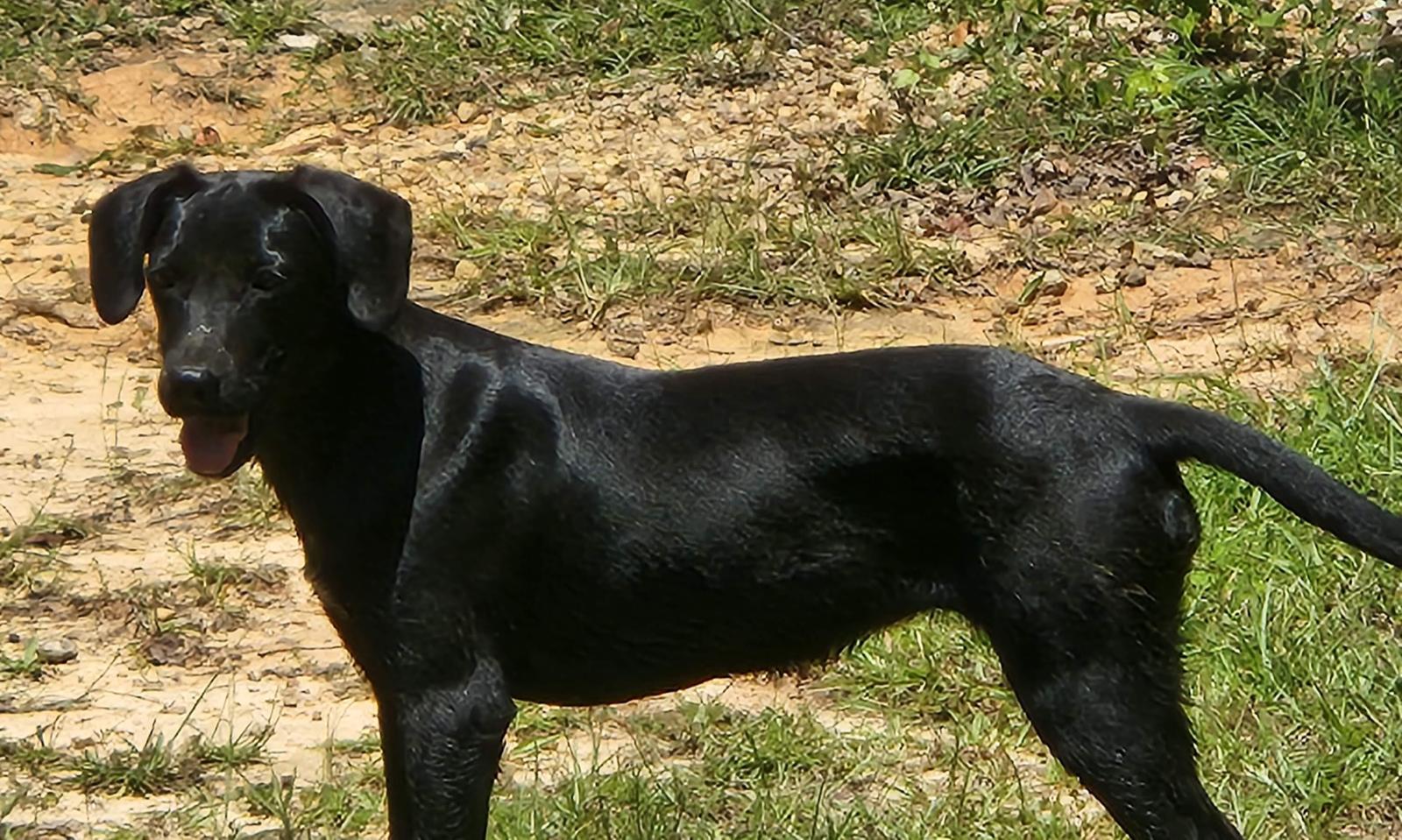 Enlarge Piper, a Adoptable mixed breed in Roanoke, AL image 3/3