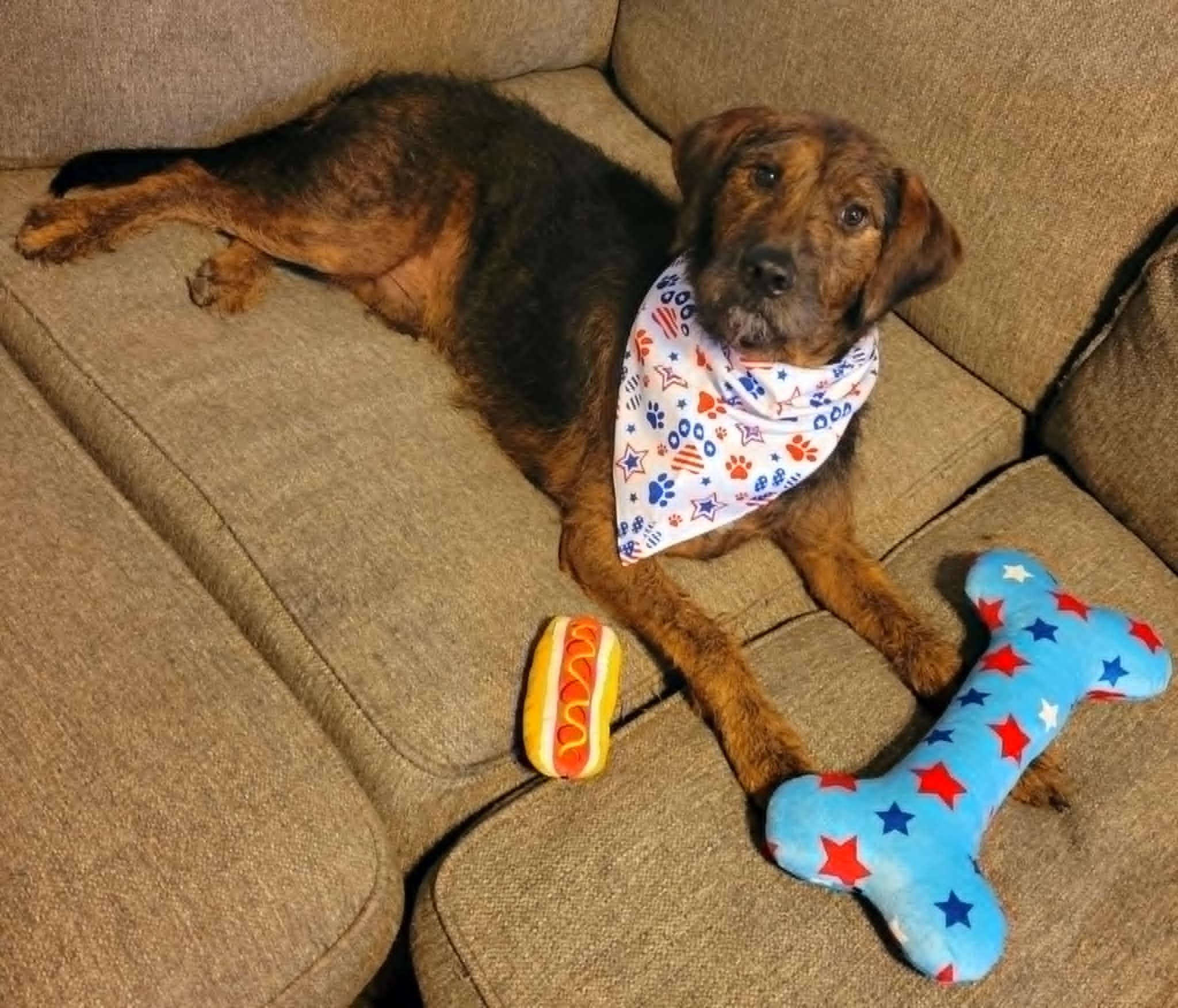 Brillo, a ADOPTABLE mixed breed in Conroe, TX image 4/5