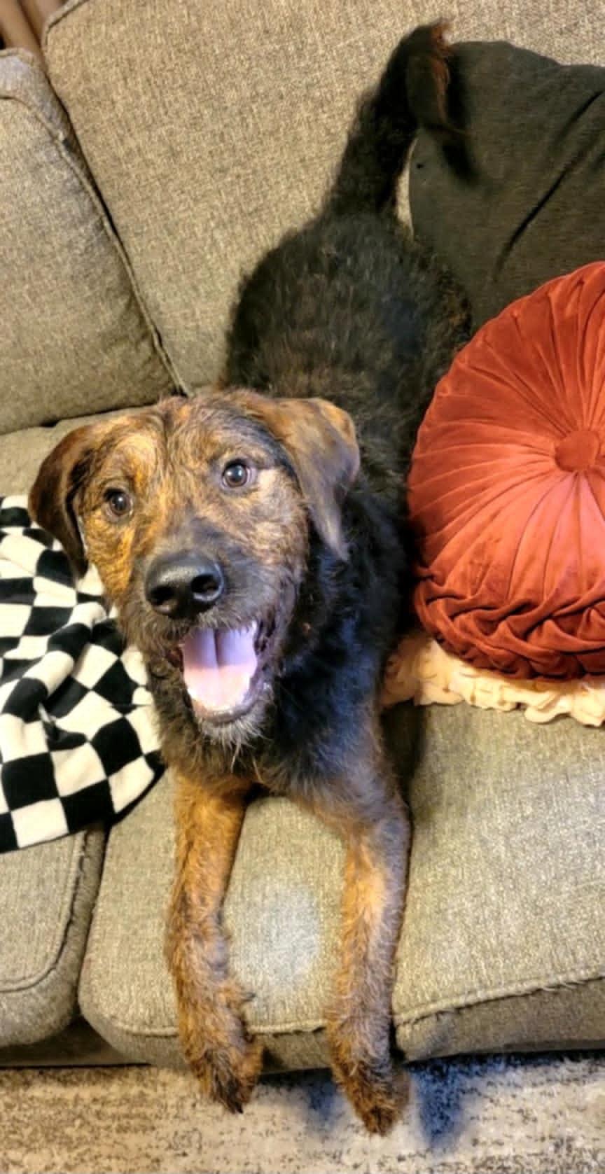 Brillo, a ADOPTABLE mixed breed in Conroe, TX image 1/5