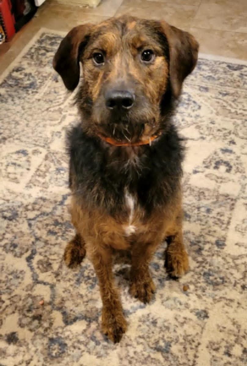 Brillo, a ADOPTABLE mixed breed in Conroe, TX image 2/5