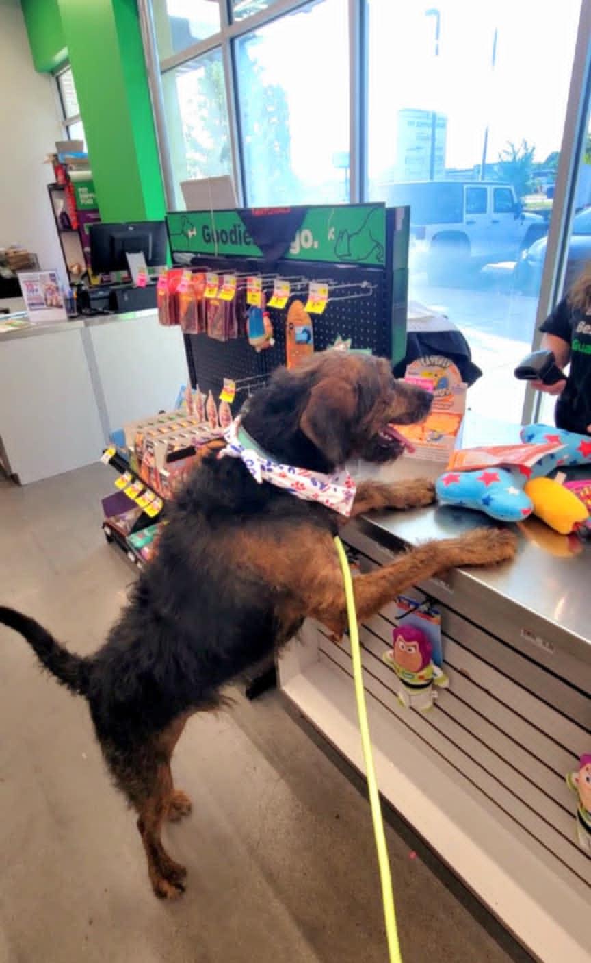 Brillo, a ADOPTABLE mixed breed in Conroe, TX image 3/5