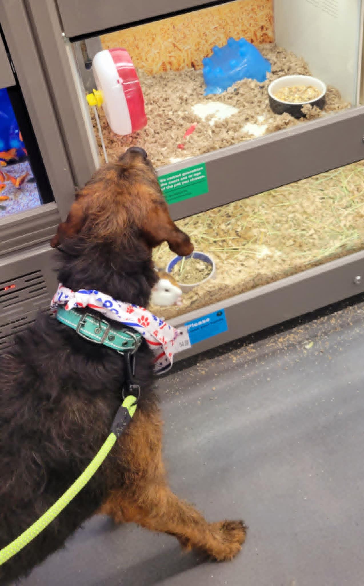 Brillo, a ADOPTABLE mixed breed in Conroe, TX image 5/5