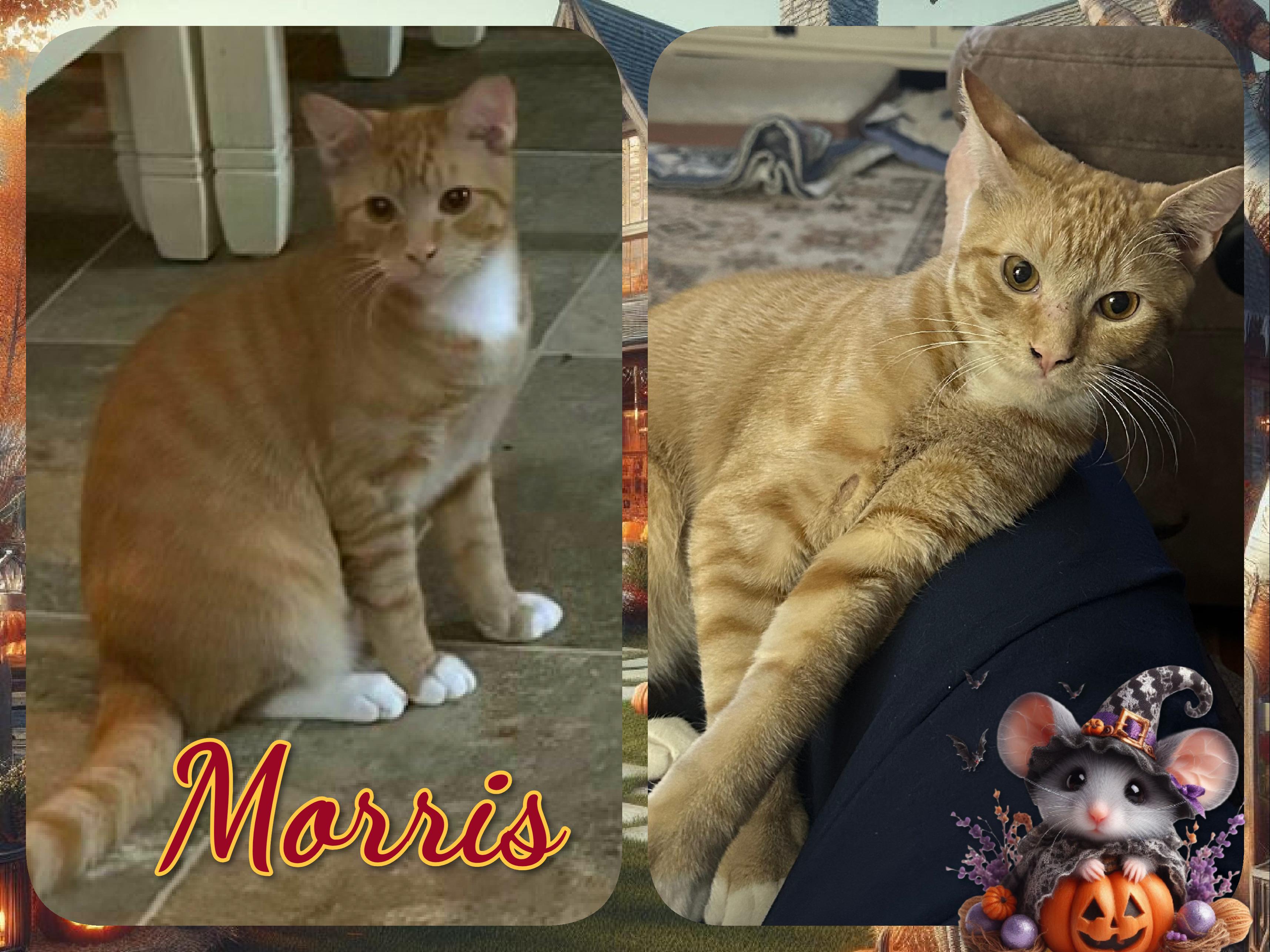 Morris, Adoptable, Kitten Male Domestic Short Hair.