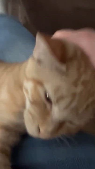Enlarge Morris, a Adoptable Domestic Short Hair in Corinth, NY video 2/3