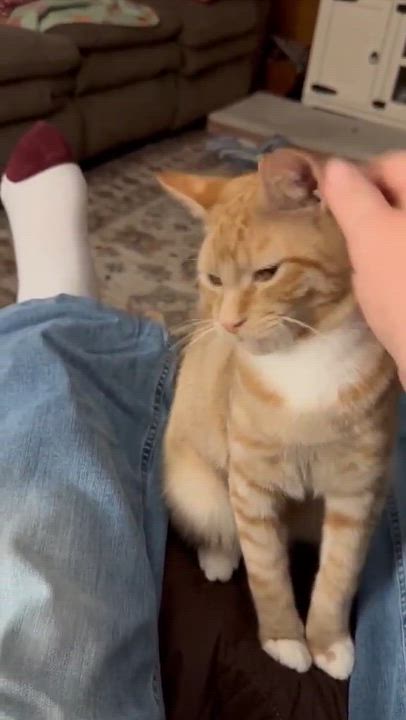 Enlarge Morris, a Adoptable Domestic Short Hair in Corinth, NY video 3/3