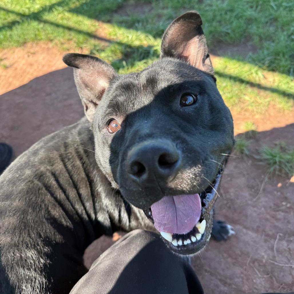 Donnie Barko, Adoptable, Adult Male Pit Bull Terrier.