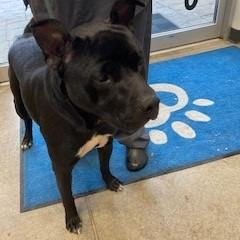 Donnie Barko, a Adoptable Pit Bull Terrier in York, PA image 2/6