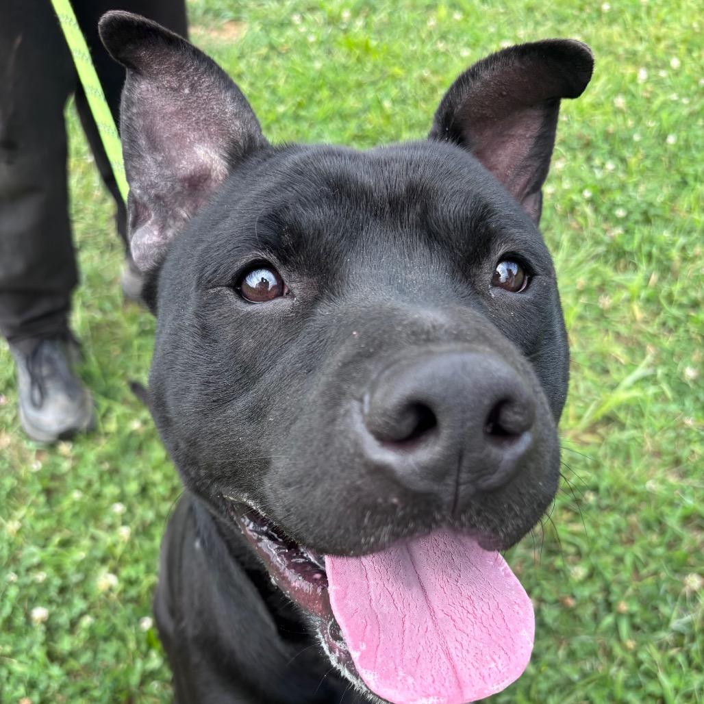 Donnie Barko, a Adoptable Pit Bull Terrier in York, PA image 3/6
