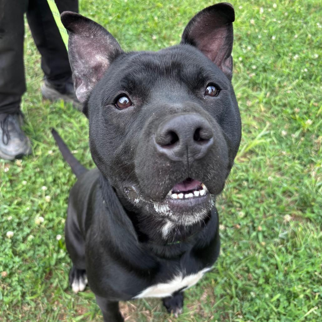 Donnie Barko, a Adoptable Pit Bull Terrier in York, PA image 4/6