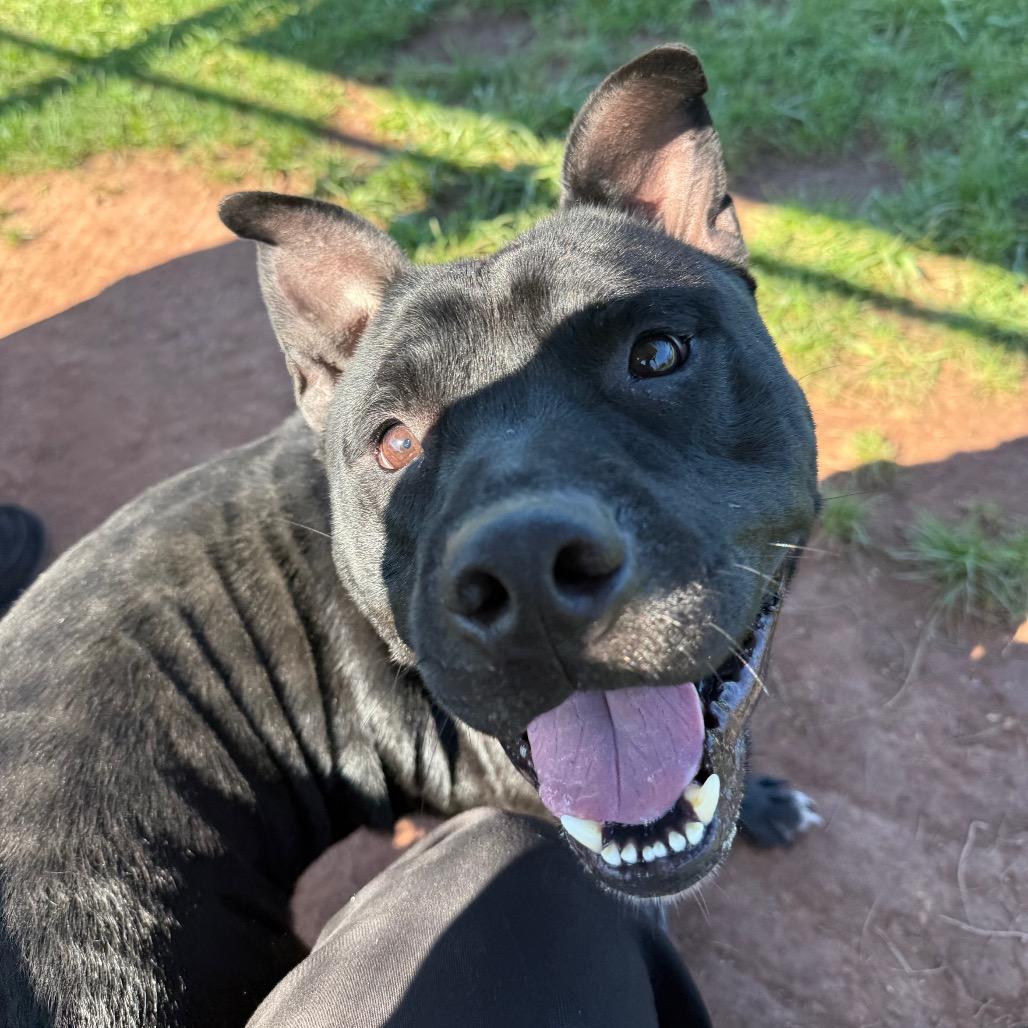 Donnie Barko, a Adoptable Pit Bull Terrier in York, PA image 5/6