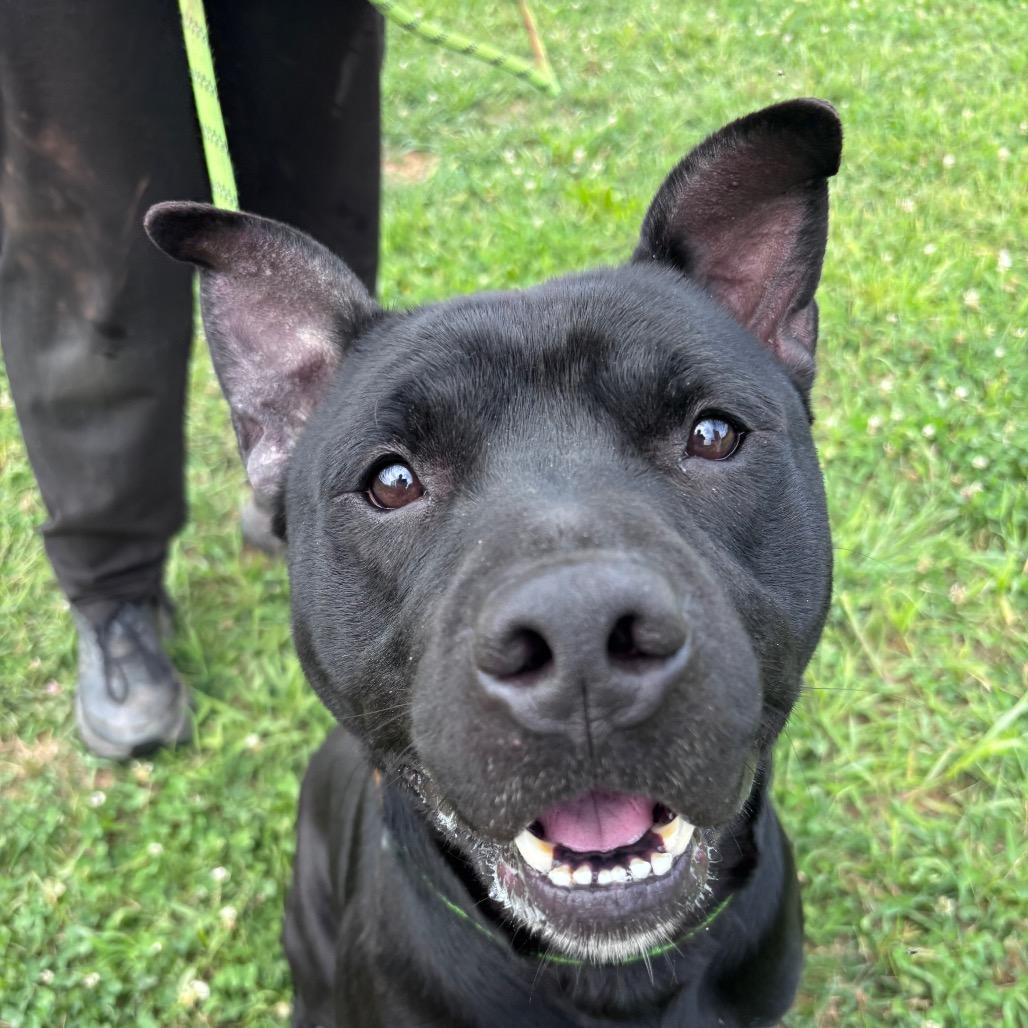 Donnie Barko, a Adoptable Pit Bull Terrier in York, PA image 6/6